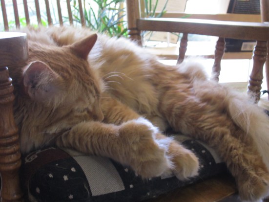 Now THAT'S a Thumbcat! Monty joins all conversations.