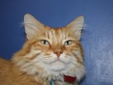 Monty Says: Vote for the Larimer Humane&nbsp;Society
