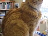 Part II:  A Week in the Life of a Bookstore&nbsp;Cat