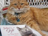 Jake’s Gift: The Story of a Cat Who Wouldn’t Quit by Pam&nbsp;Wolf