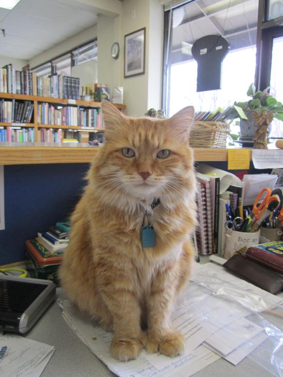 "What's Your Favorite Book?"   (Dewey)