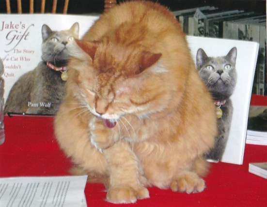 Monty at Adoption Event 2_20180829_0001